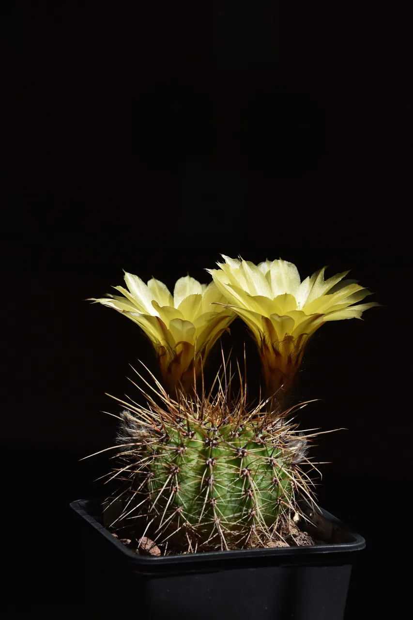 Yellow lobivia no ID thorns 7.jpg