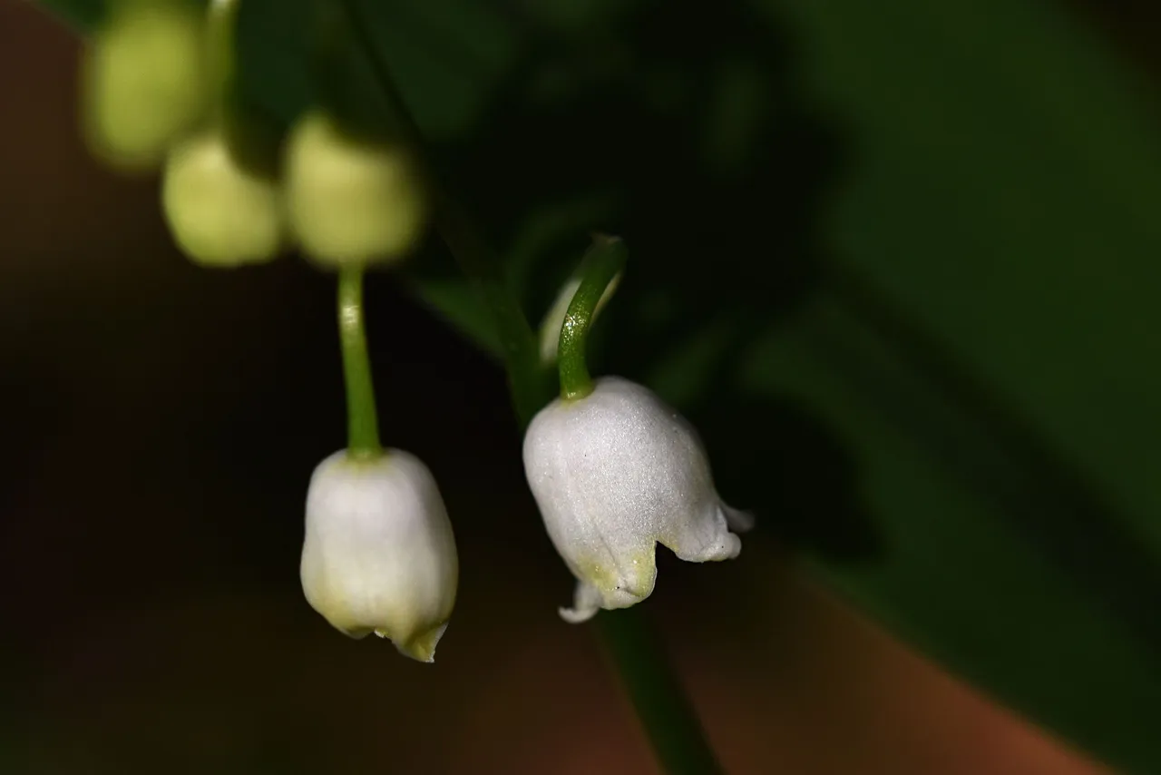 Lily of the valley 6.jpg