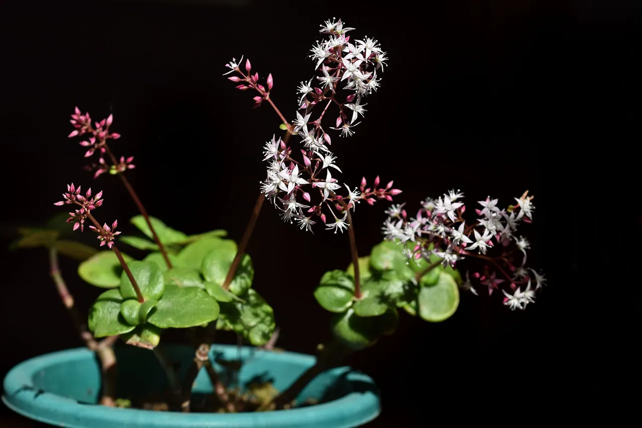 Crassula multicava blooming 2023 6.jpg