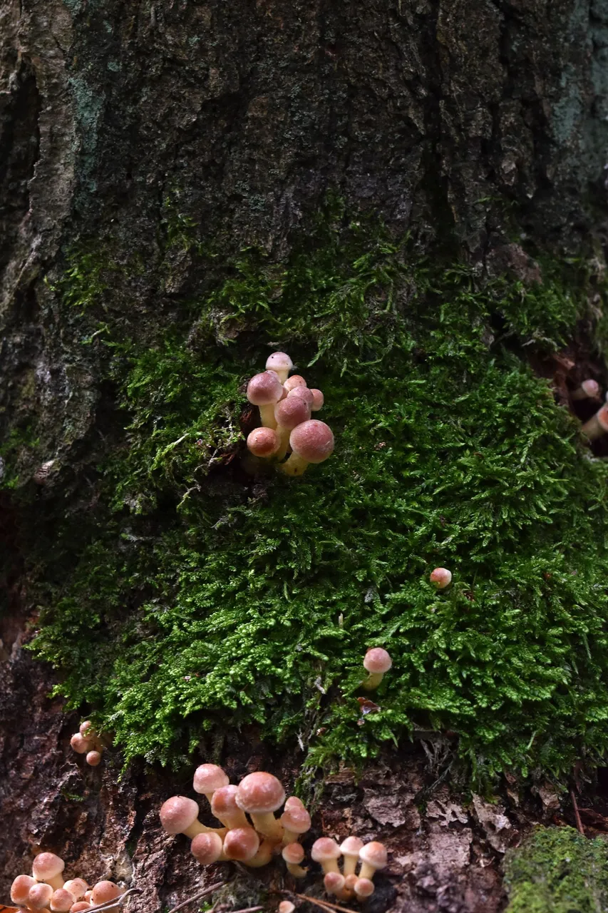 Sulphur Tuft small mushrooms pl 6.jpg