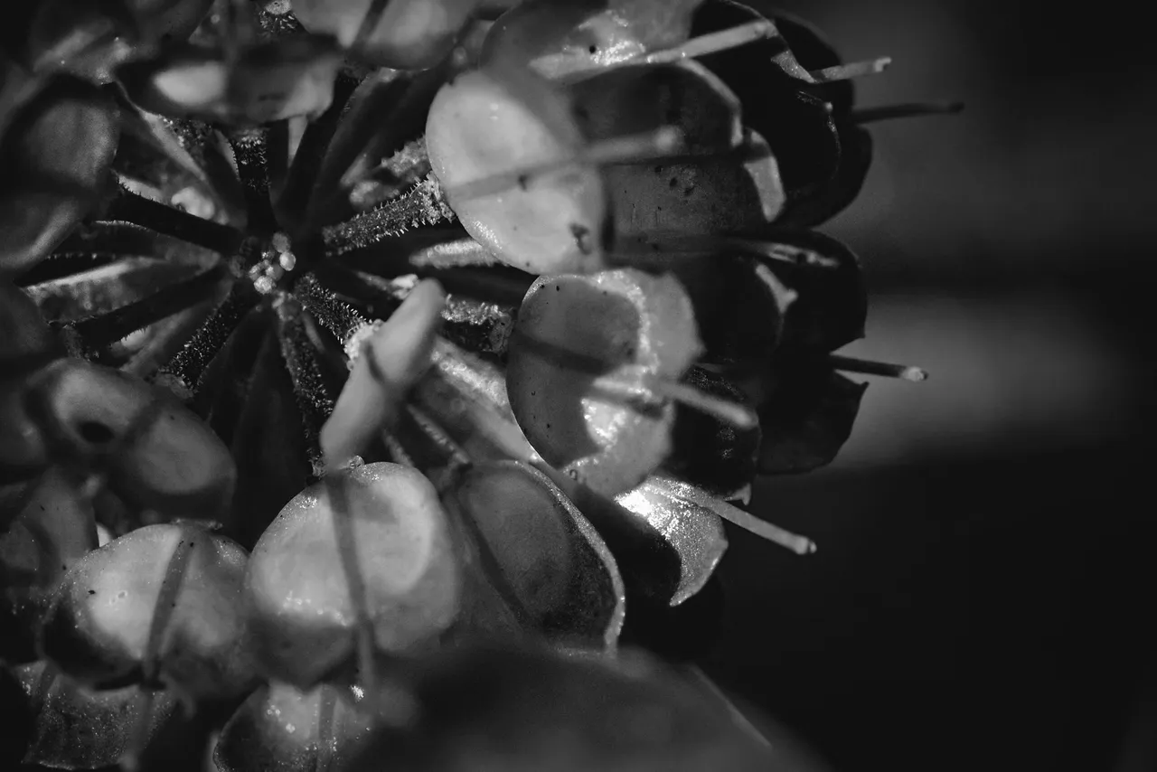 candytuft seed pod bw 3.jpg