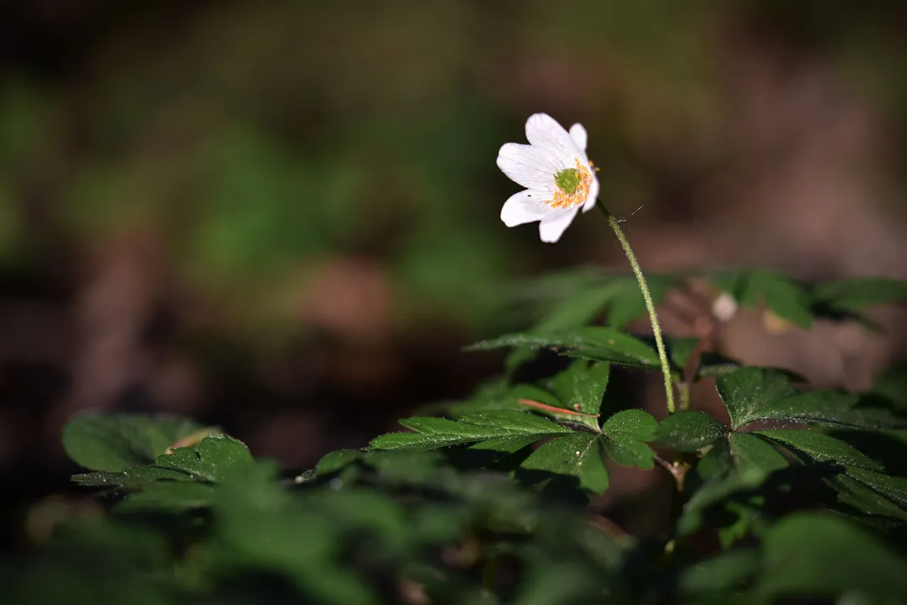 wood anemone pl 3.jpg