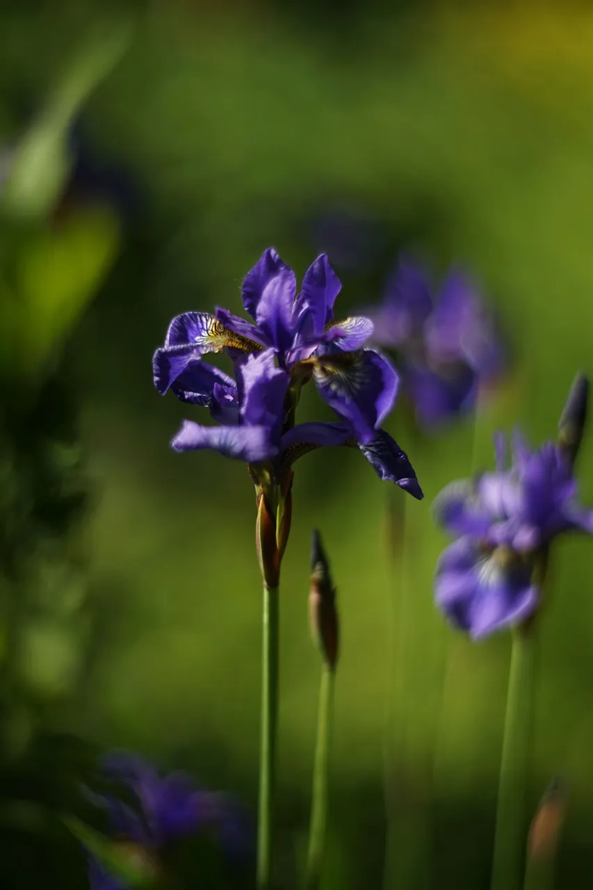Blue Iris garden pl helios 7.jpg