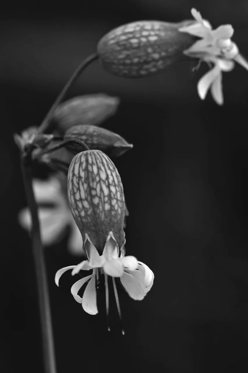 Silene wildflower bw 1.jpg