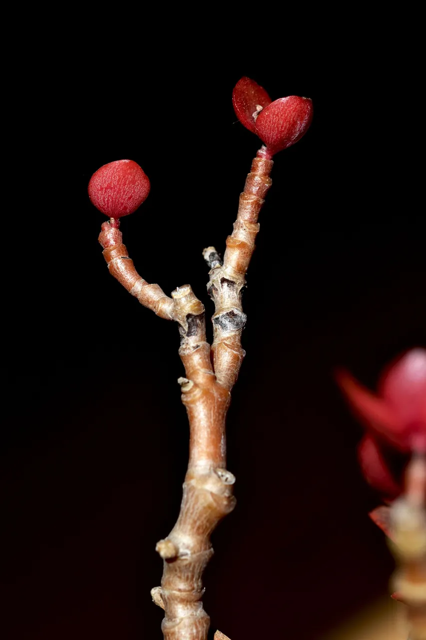 kalanchoe blossfeldiana 2023 2.jpg