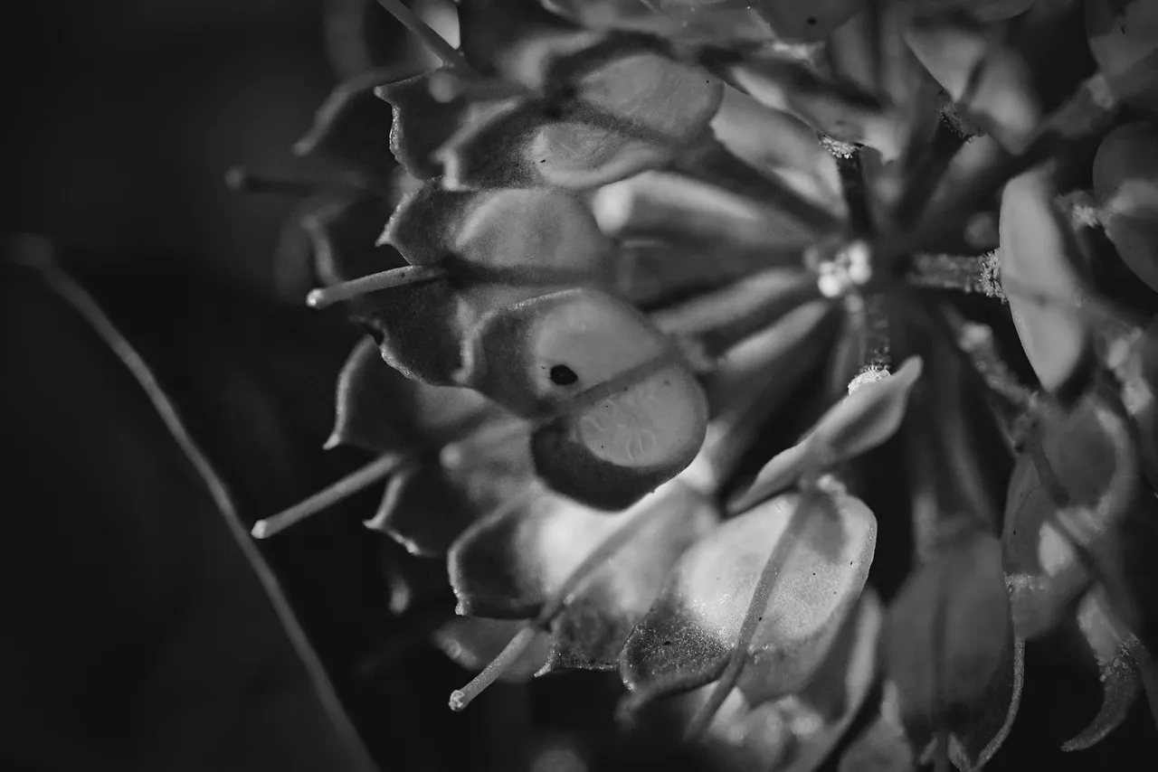 candytuft seed pod bw 5.jpg