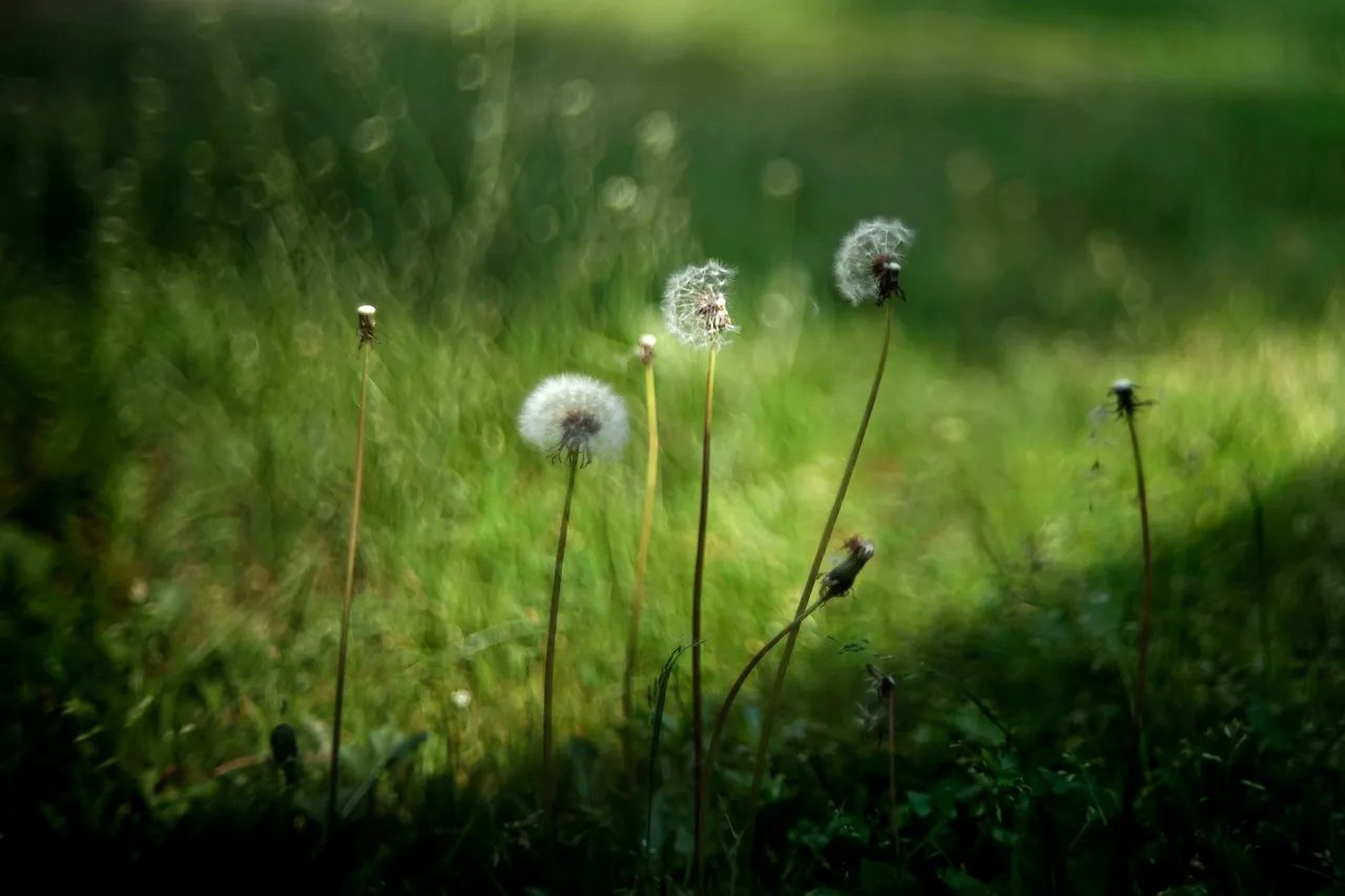 dandelion bokeh biotar 2.jpg