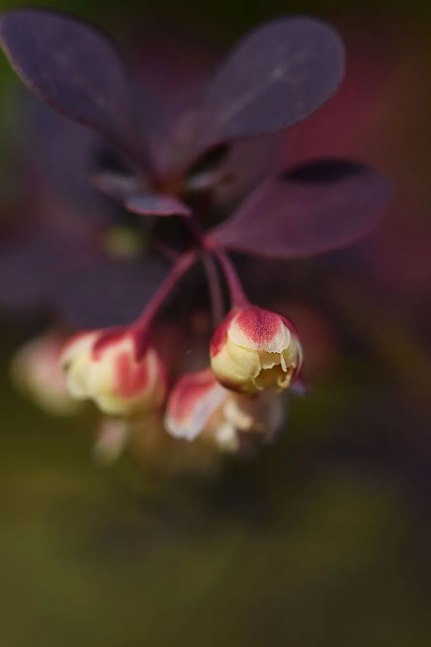 barberry blooms 9.jpg