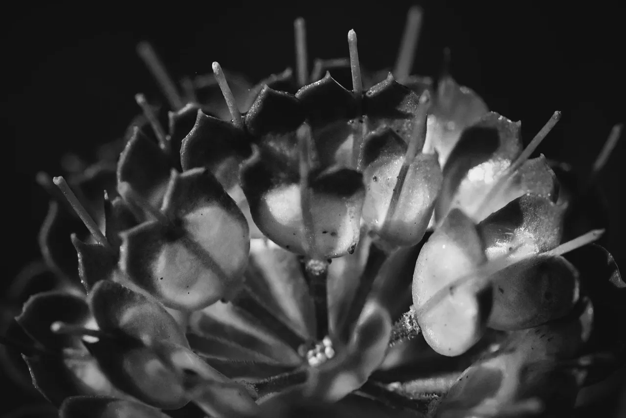 candytuft seed pod bw 7.jpg