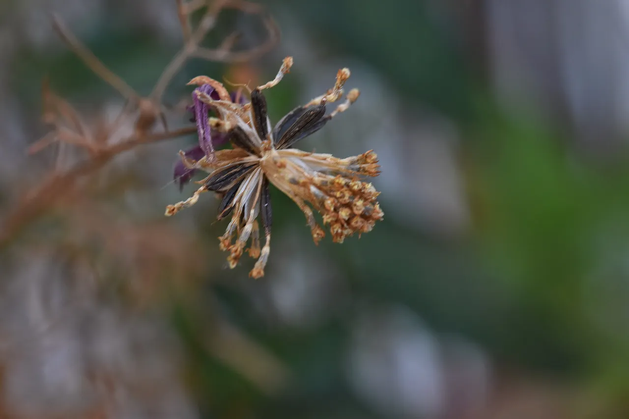 Cosmos seeds 2.jpg