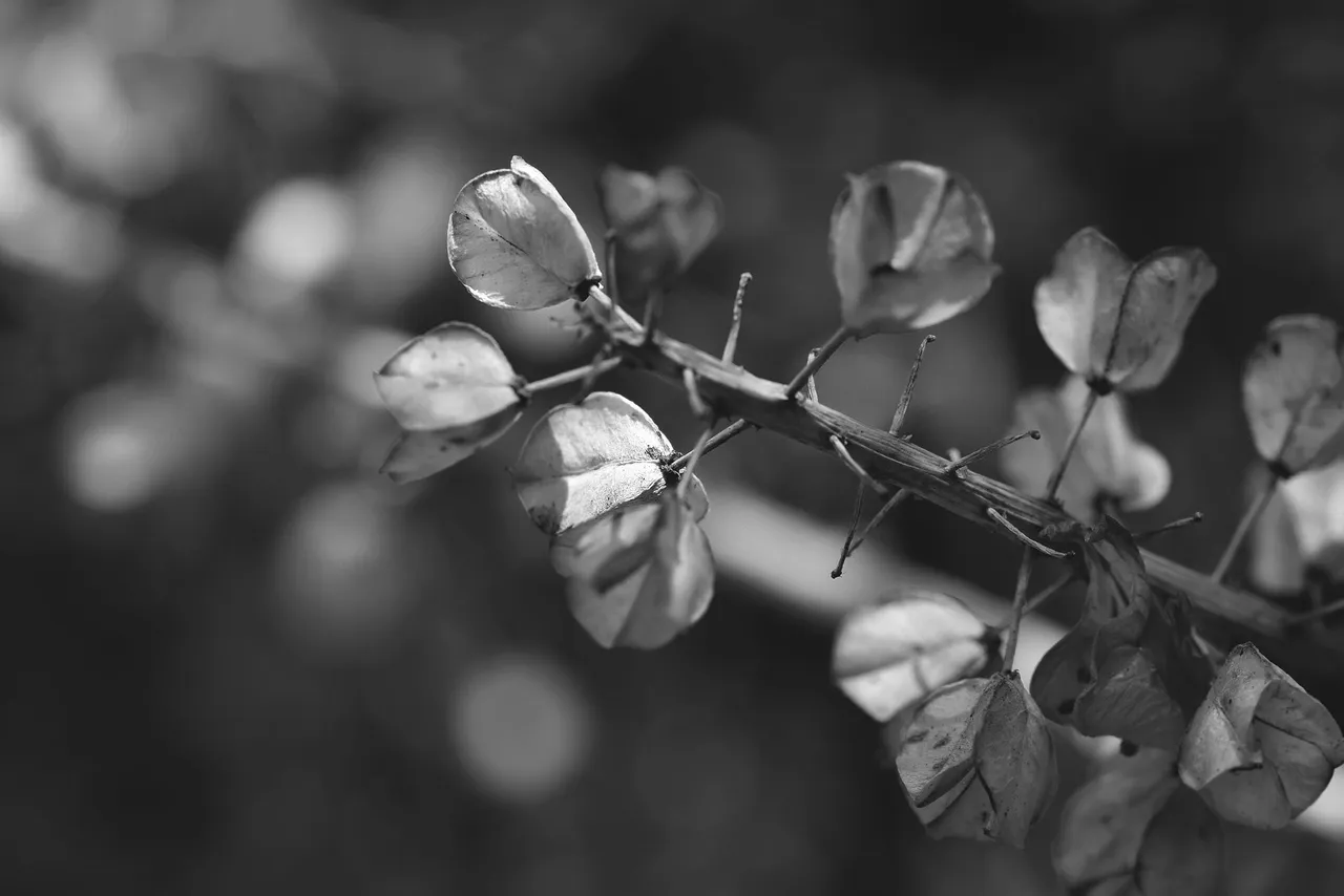 seedpod drystuff bw 4.jpg