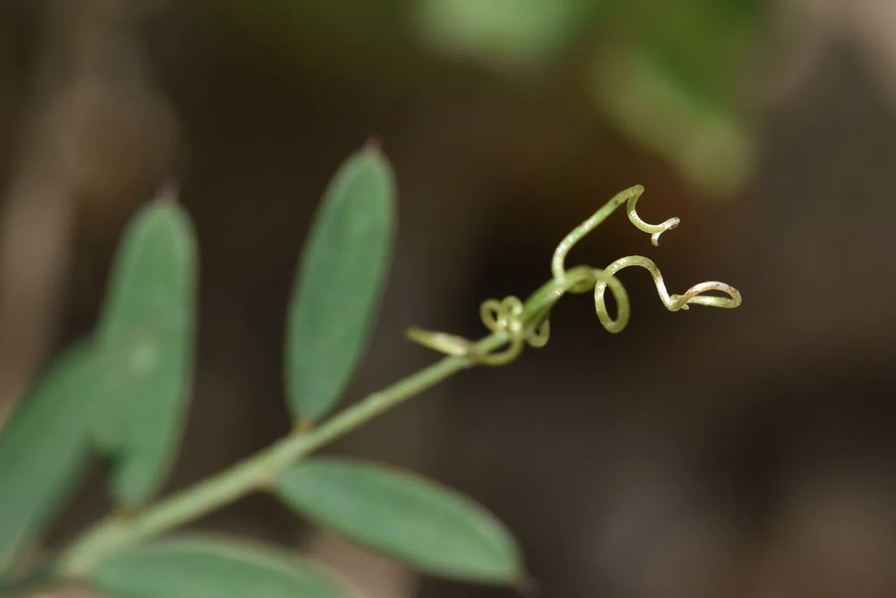 Vicia disperma widlflower 2.jpg