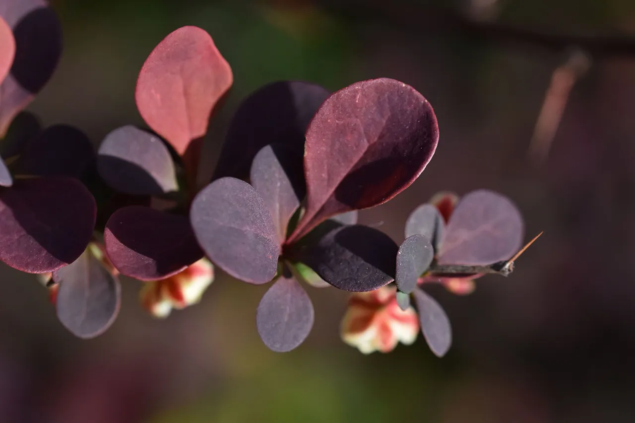 barberry blooms 5.jpg