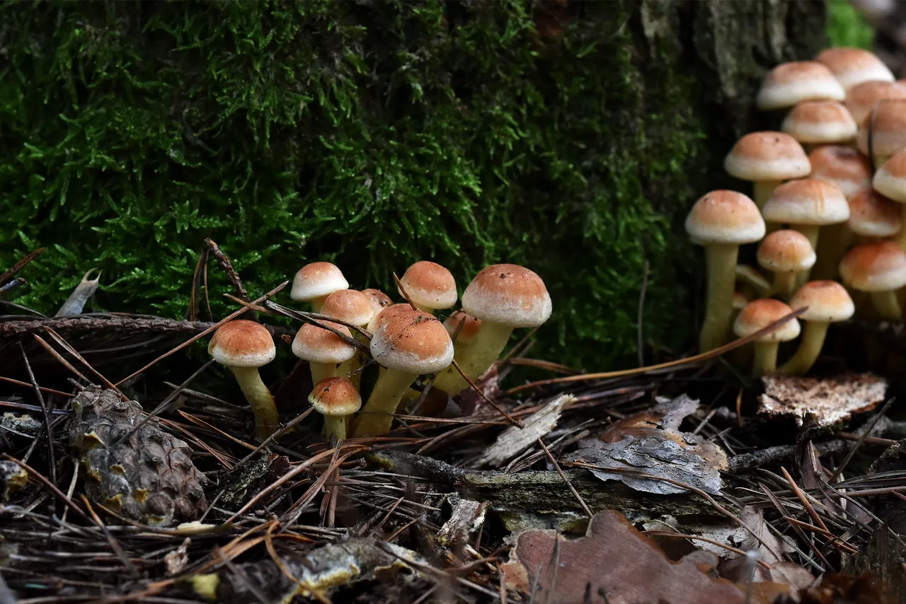 Sulphur Tuft small mushrooms pl 2.jpg