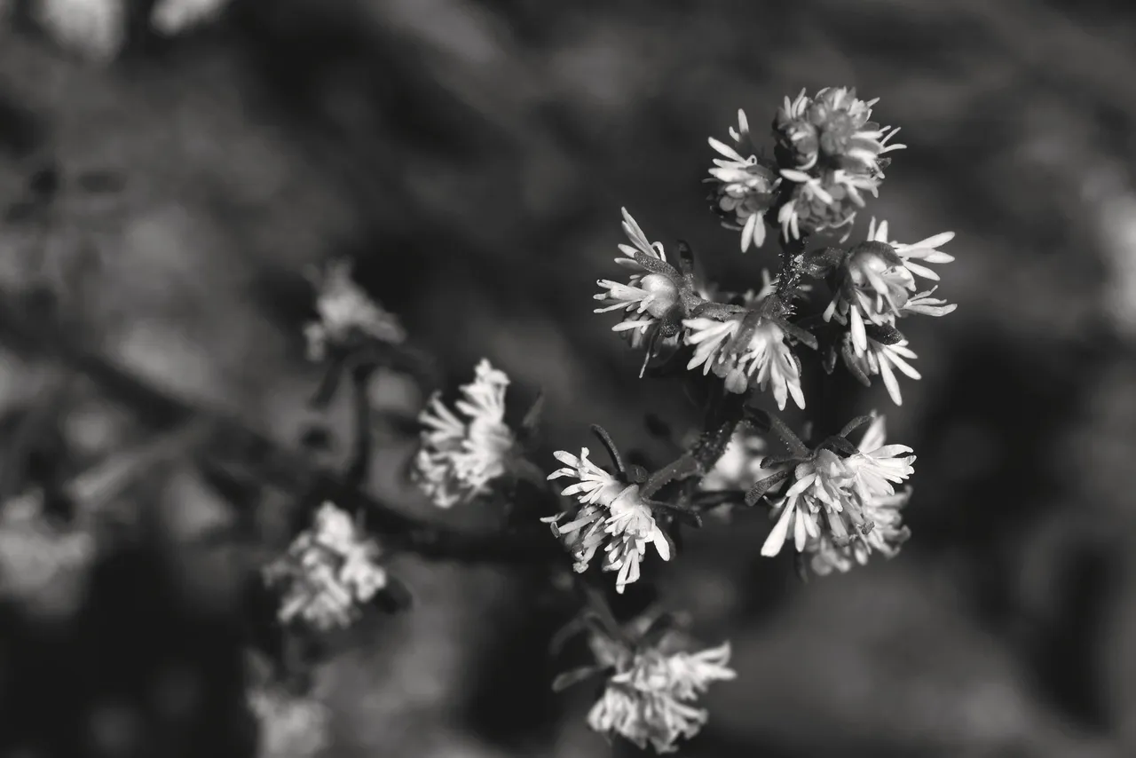 Sesamoides spathulifolia wildflower bw 2.jpg