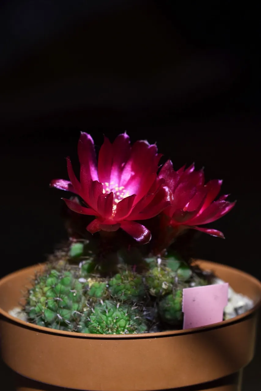 Sulcorebutia frankiana flowers 2021 6.jpg