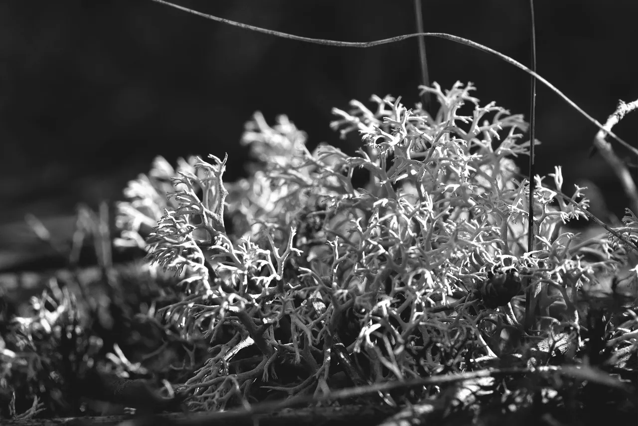 coral lichen bw .jpg