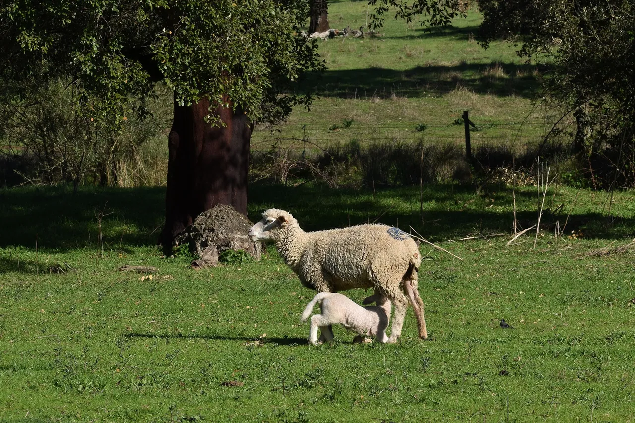 sheep countryside pt 10.jpg