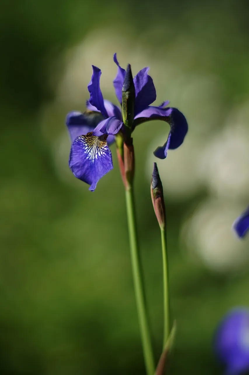 Blue Iris garden pl helios 6.jpg