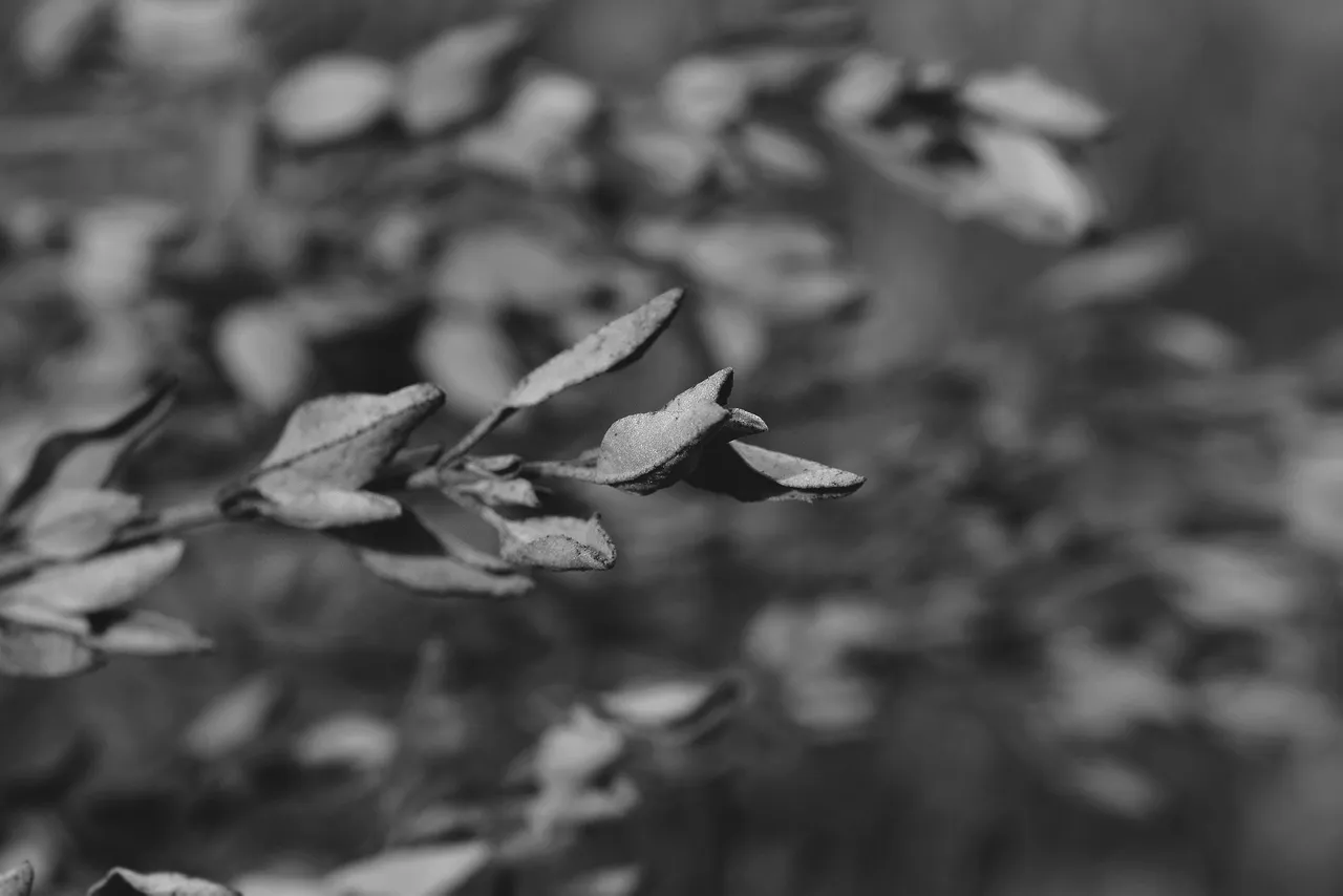 drystuff bw 2.jpg