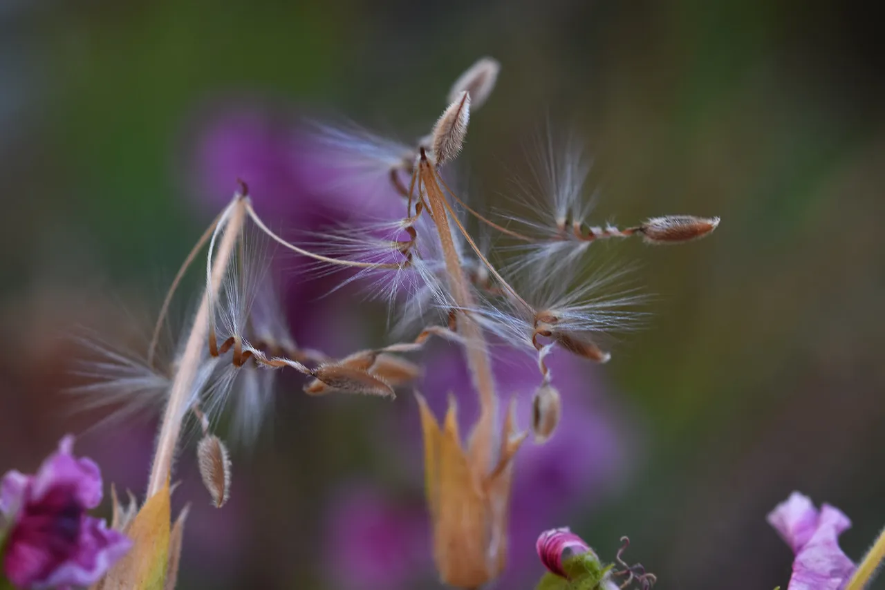 Pelargonium seeds 1.jpg