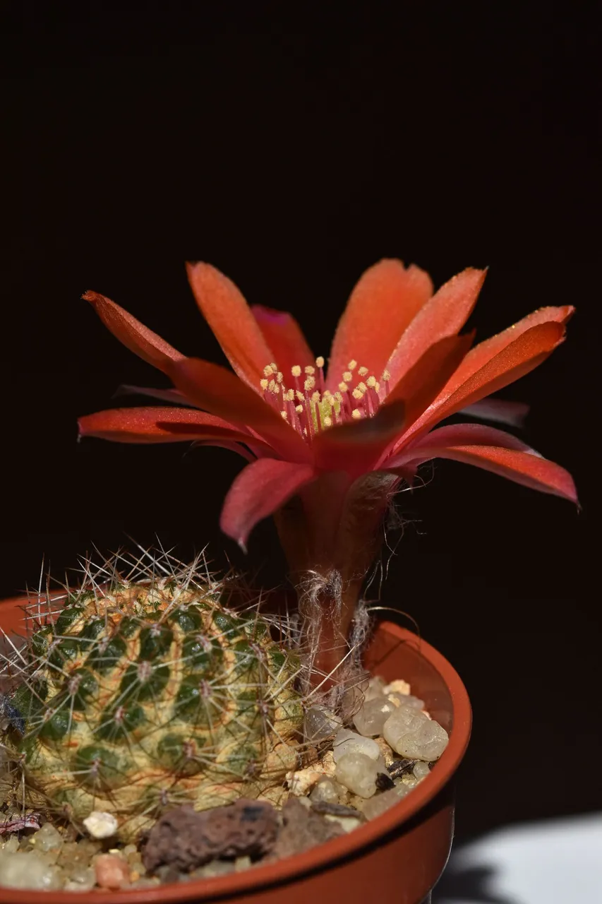 Mediolobivia atrovirens var. ritteri 2021 2.jpg