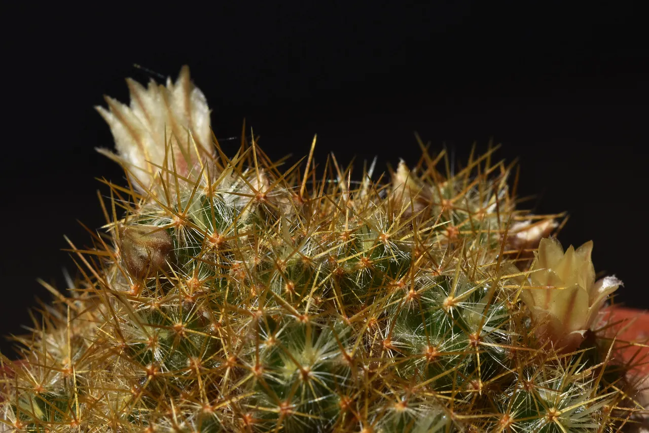 Mammillaria prolifera green 1.jpg