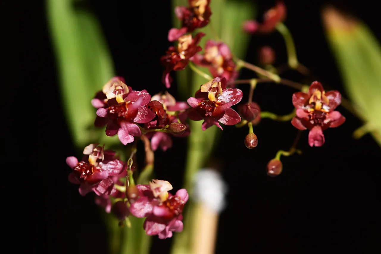 Oncidium Twinkle booms 2023 8.jpg