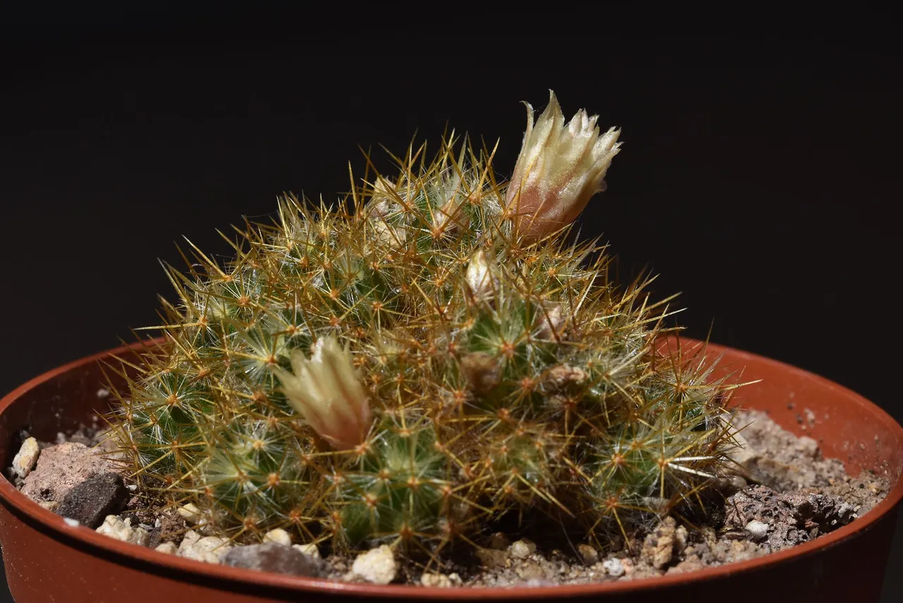 Green mammillaria prolifera 2021 6.jpg