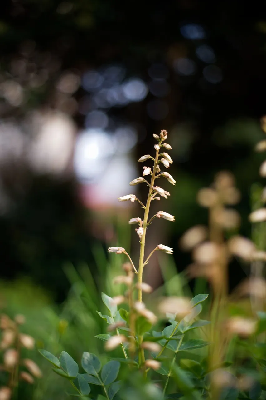 Dyptam garden takumar 1.jpg