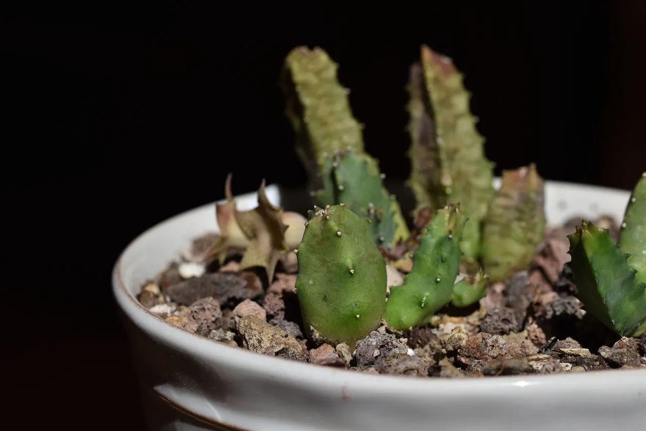 Huernia thuretii flower 2024 9.jpg