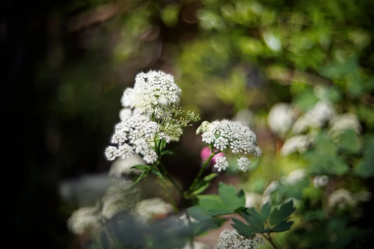 garden weed biotar 50 pl 1.jpg