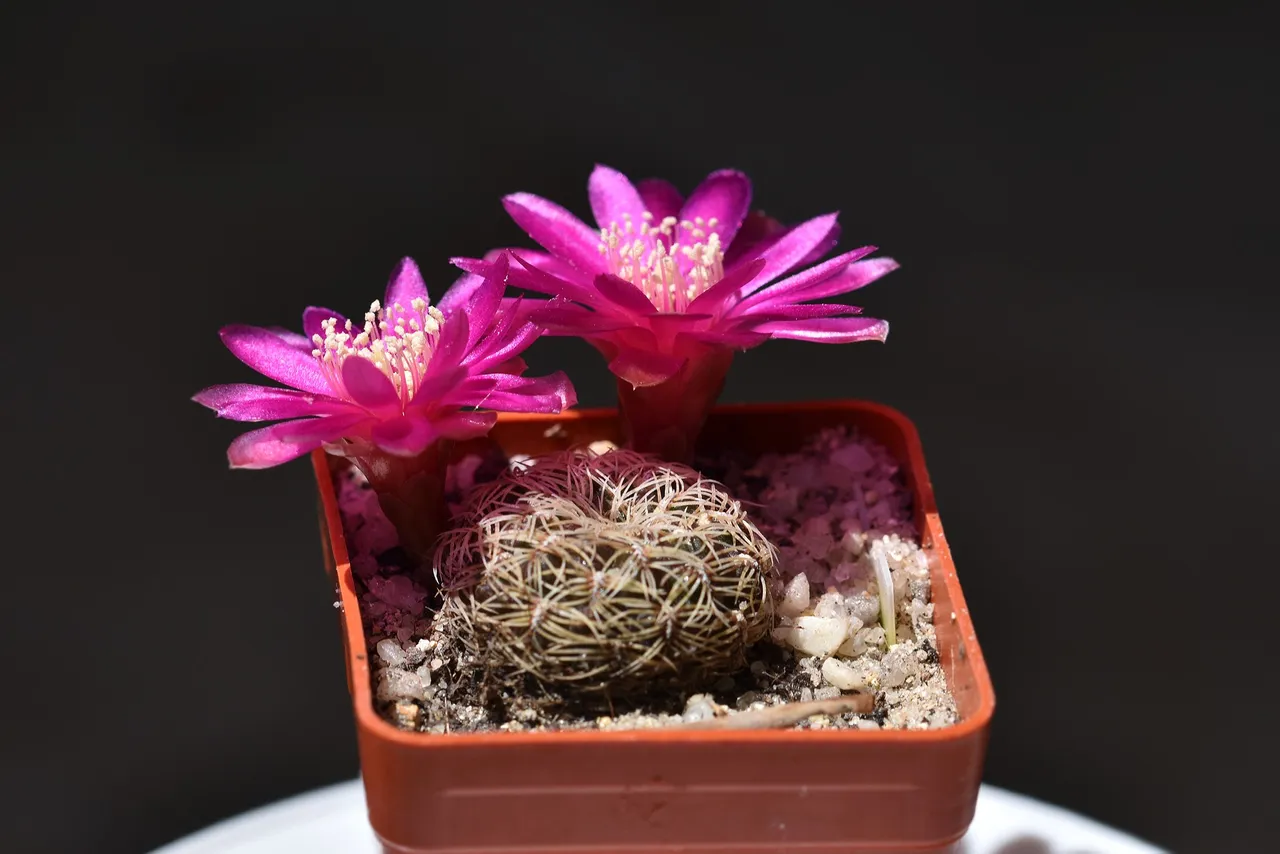 sulcorebutia albissima flower 2021 7.jpg