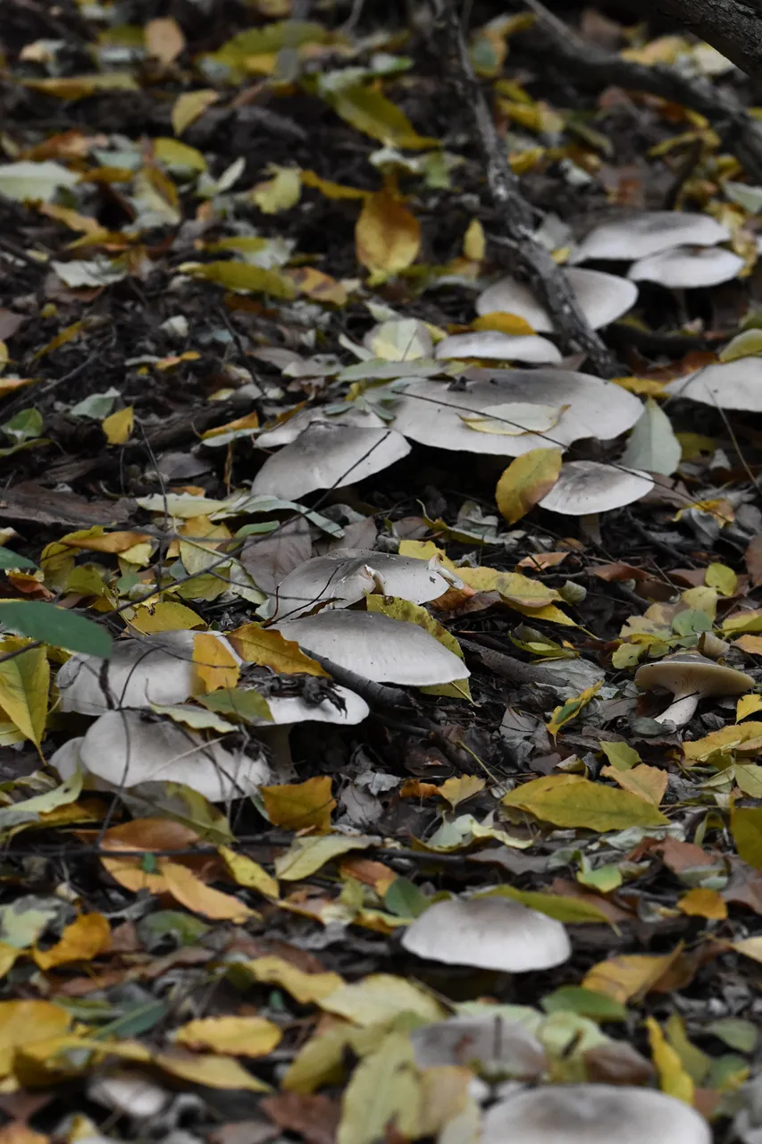 silver mushrooms pl 4.jpg