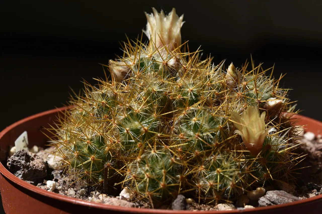 Green mammillaria prolifera 2021 4.jpg