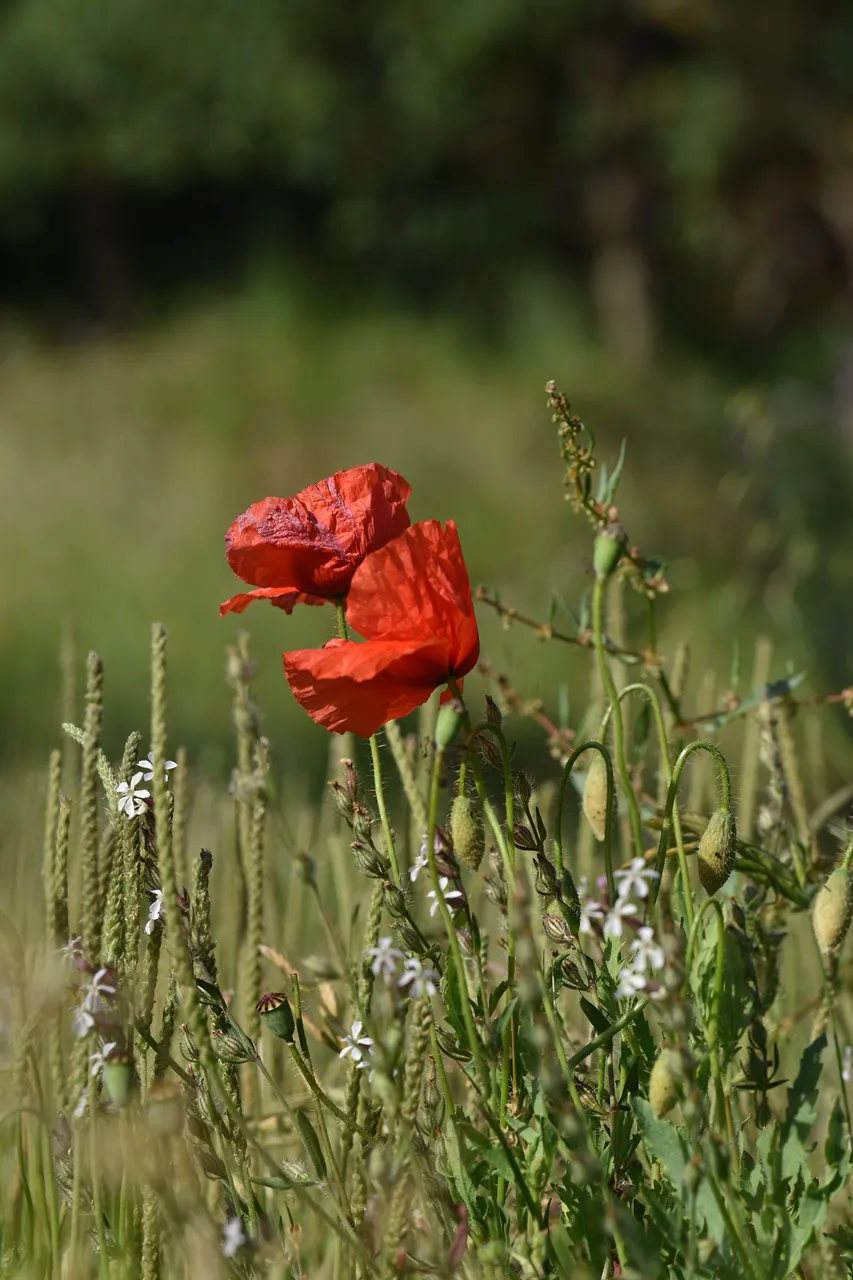 poppies park 2.jpg