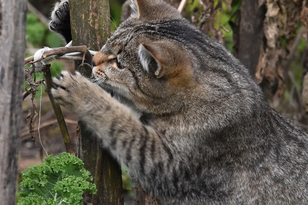 kitty pole 12.jpg