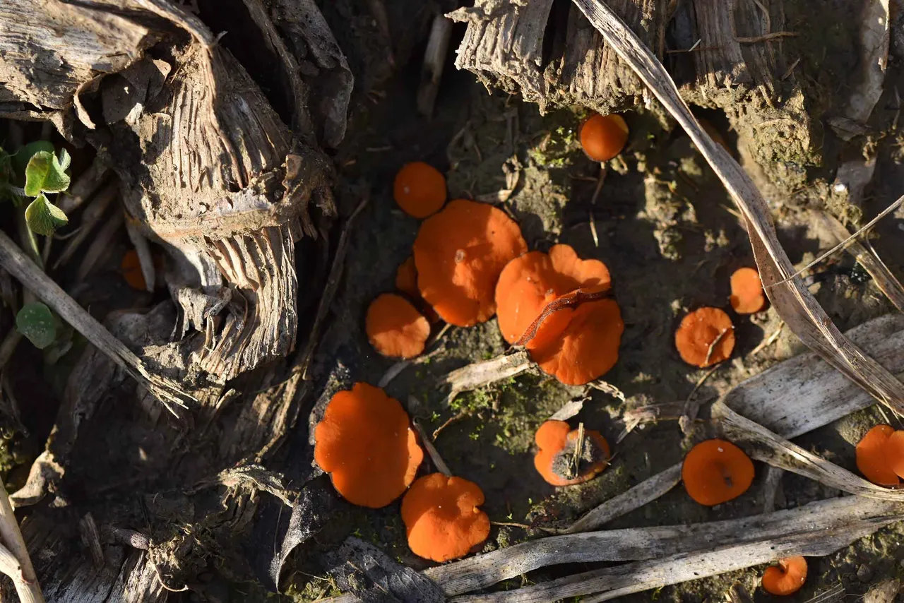Scutellinia orange mushroom  7.jpg