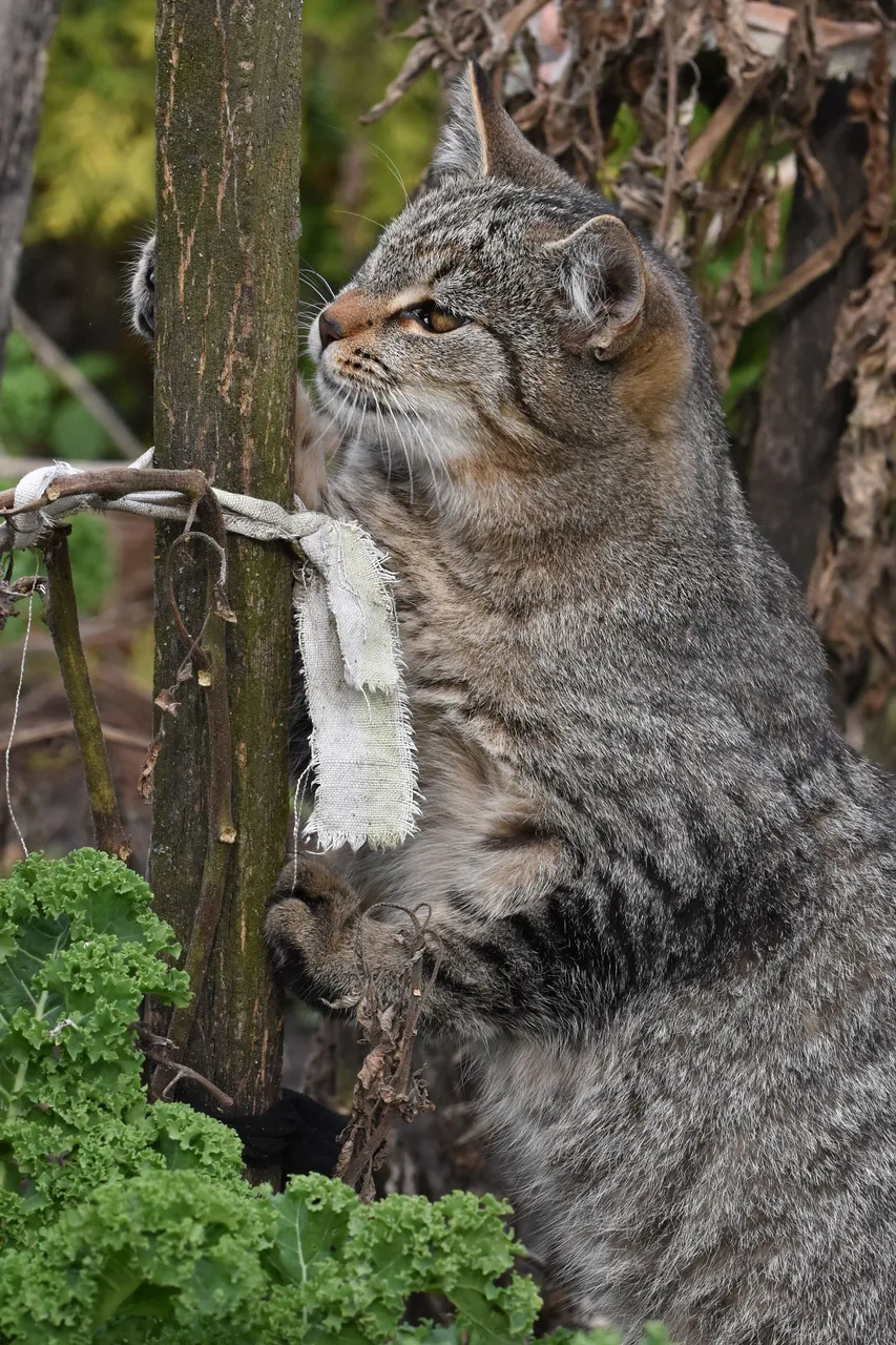 kitty pole 10.jpg