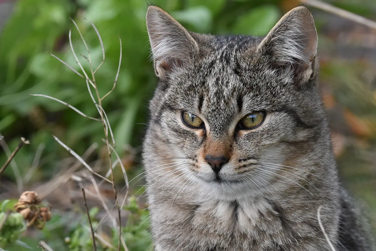 Tabby garden 1.jpg