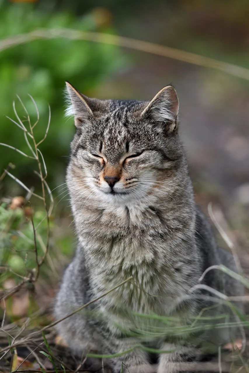 Tabby garden 2.jpg