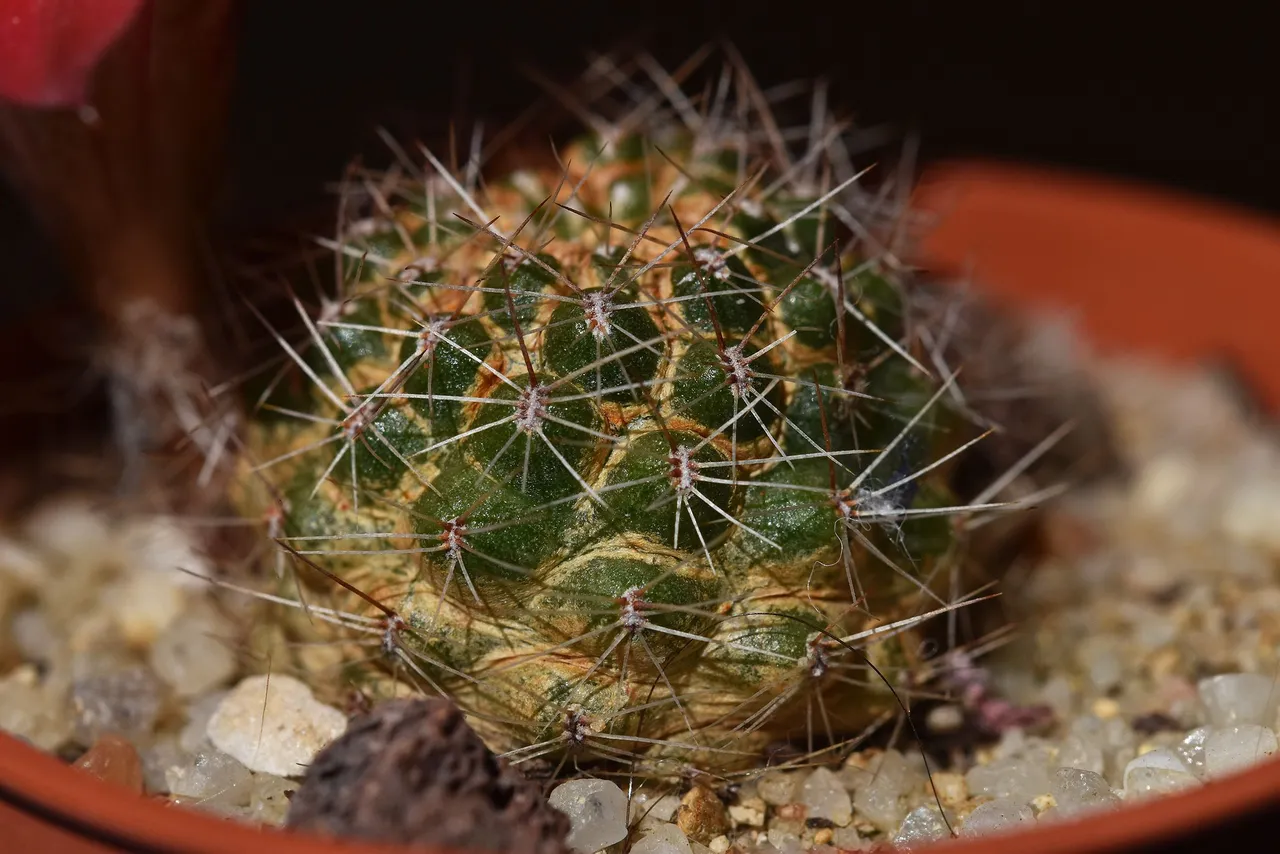 Mediolobivia atrovirens var. ritteri 2021 1.jpg