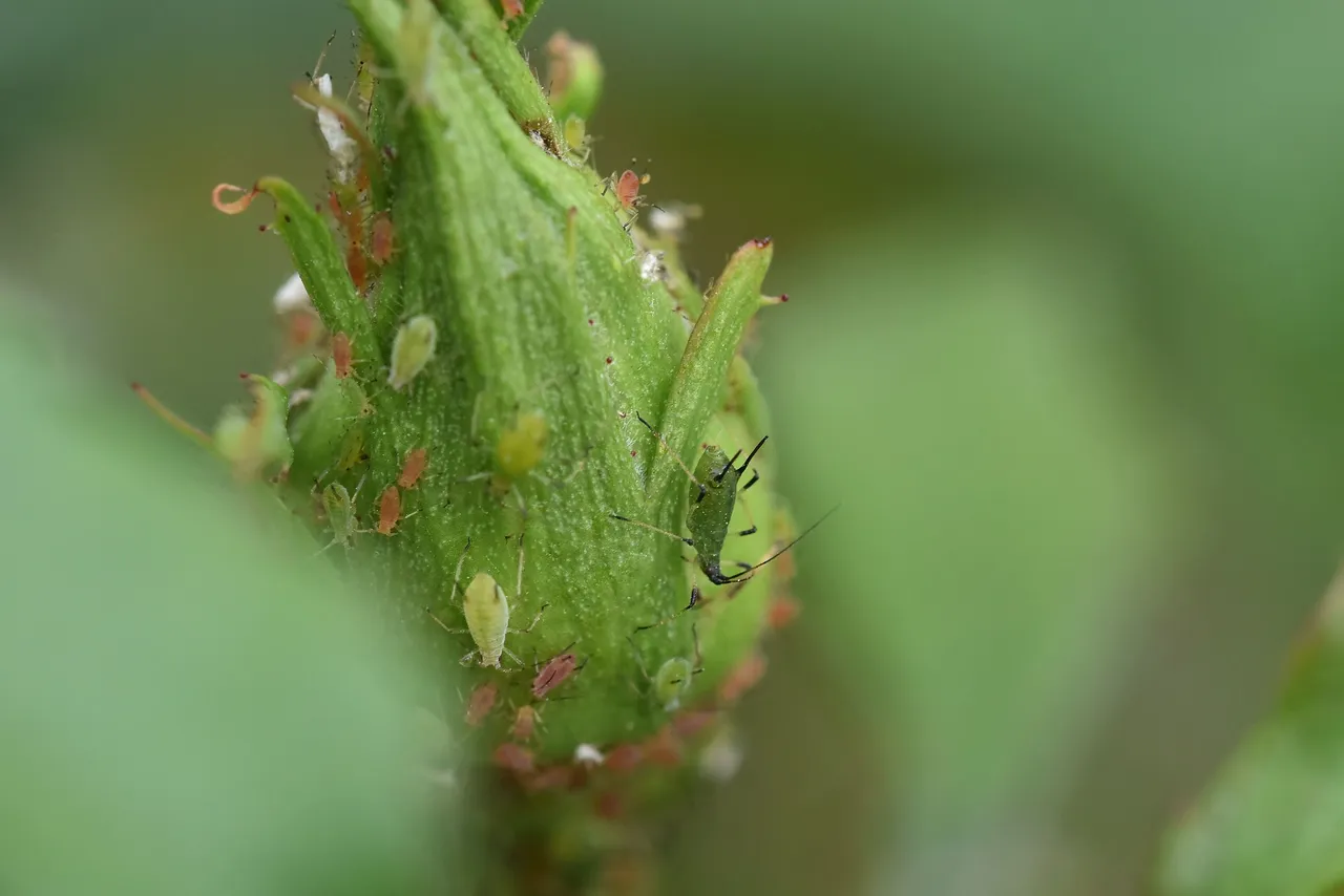 Aphid colony rose 5.jpg