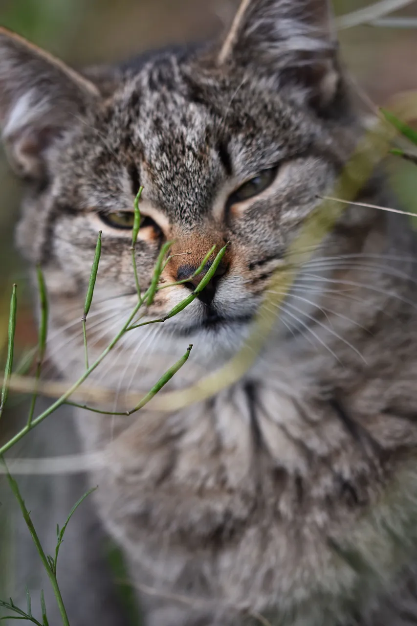 Tabby garden 12.jpg