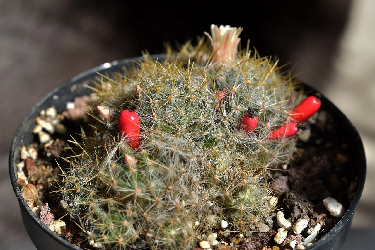 Mammillaria prolifera berries 9.jpg