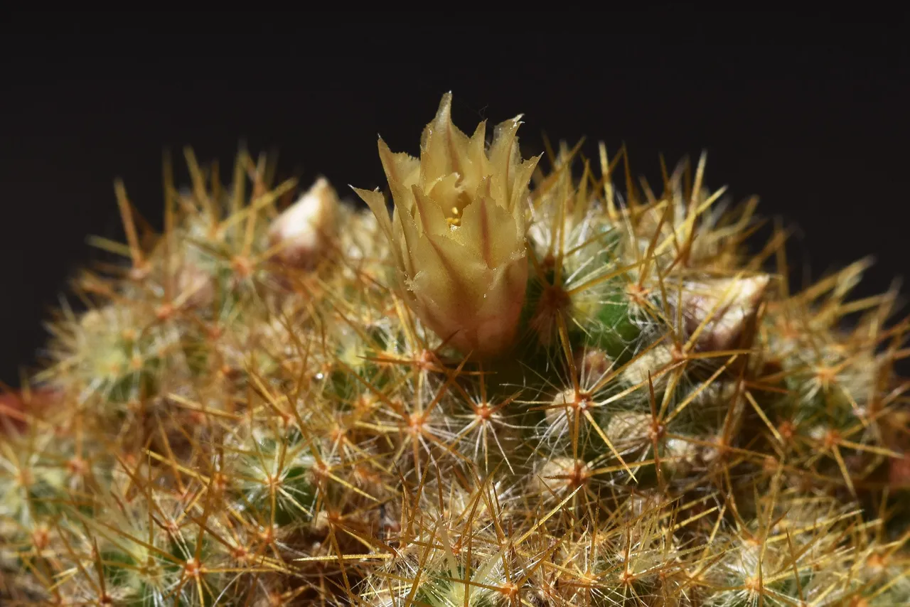 Green mammillaria prolifera 2021 2.jpg