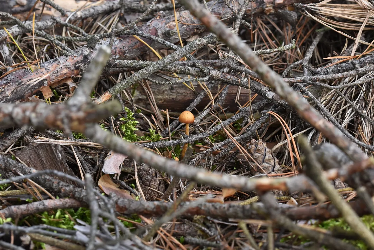 Tiny mushroom woods pl 6.jpg