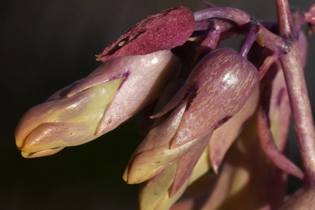 kalanchoe daigremontiana flower macro 3.jpg