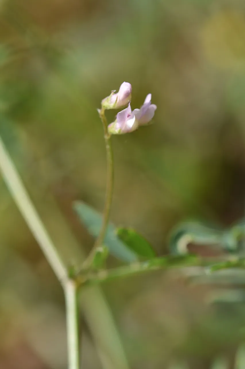 Vicia disperma widlflower 7.jpg