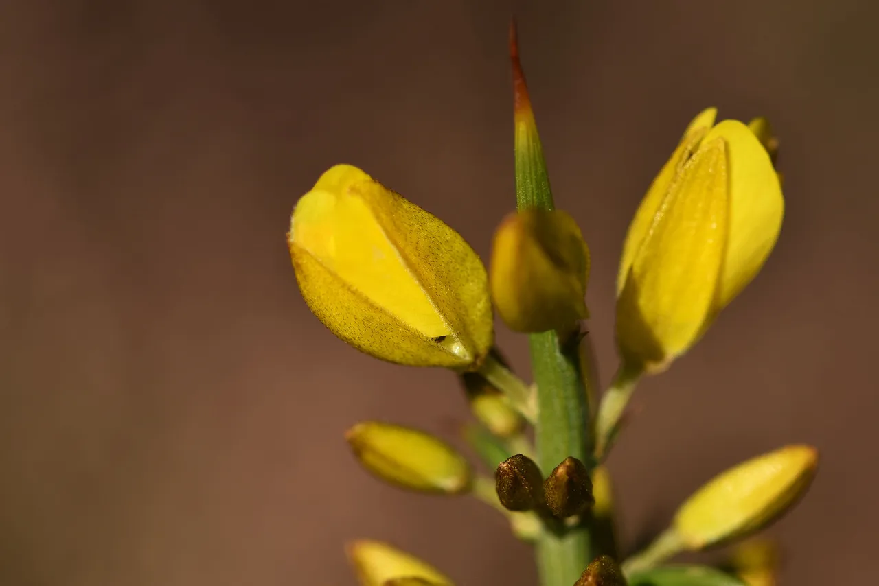 Gorse bush ulex buds 5.jpg